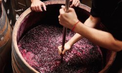 Изготовление вина в домашних условиях из винограда