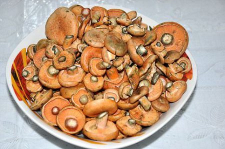 Засолка грибов рыжиков холодным способом